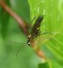 Tenthredopsis sp.
